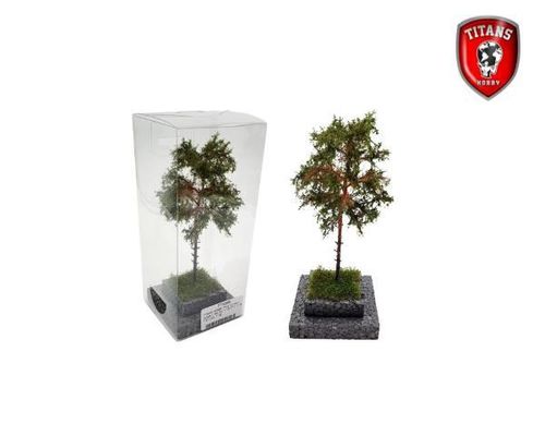Pine Tree /  Dennenboom 12-16cm