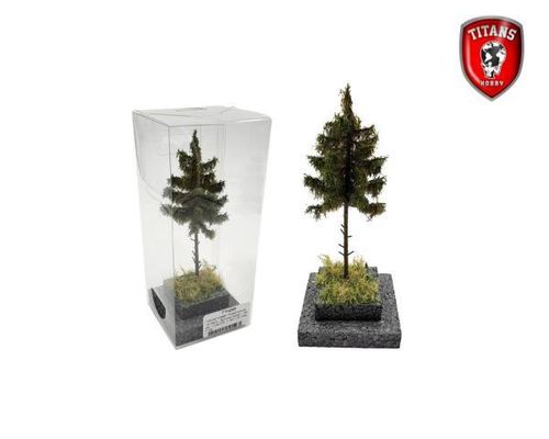 Spruce Tree / Spar 12-16cm